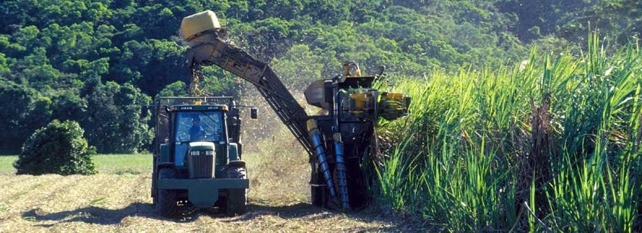 Biomass