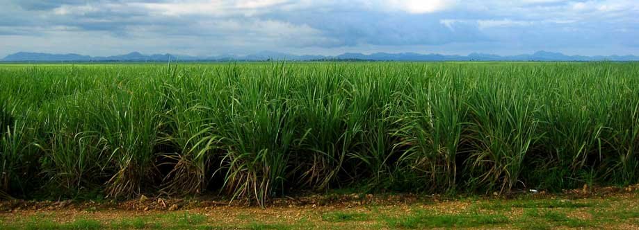 Biofuel technologies